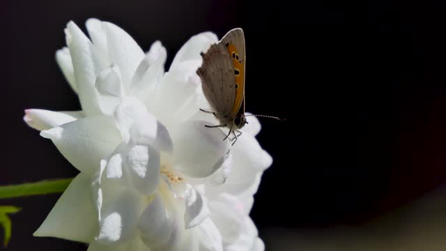 butterfly on a white rose in the garden