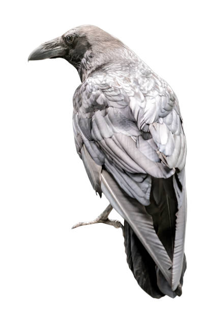 istock Portrait of black crow on white 1676324752