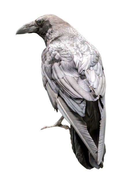 Portrait of black crow on white stock photo