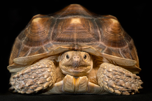 African Spurred Tortoise (Geochelone sulcata) closeup portrait