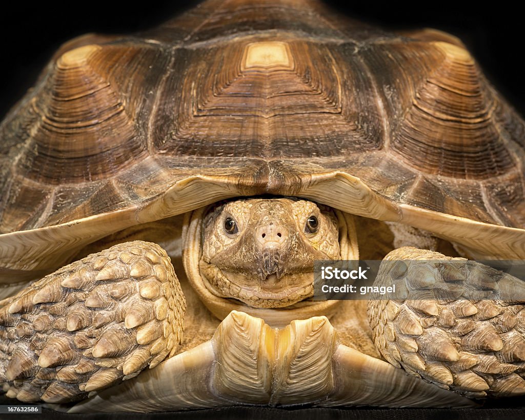 Spornschildkröte - Lizenzfrei Afrika Stock-Foto