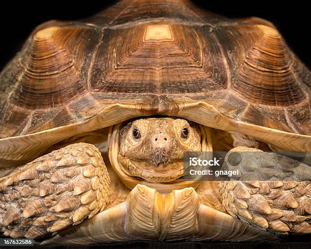 Photo libre de droit de Tortue Sillonnée banque d'images et plus d'images libres de droit de Afrique - Afrique, Animal mâle, Beige