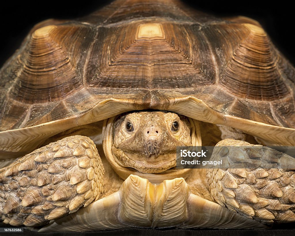Африканский подтолкнули черепаховый - Стоковые фото Африка роялти-фри