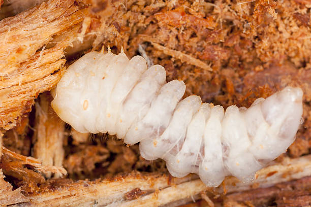 istock Tragosoma depsarium larva in pine wood 167632642
