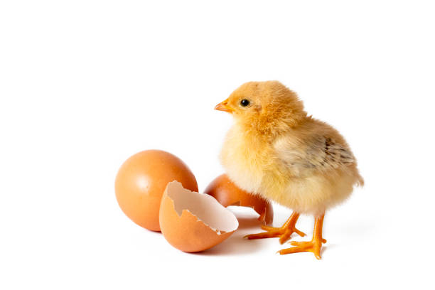istock Little newborn yellow chicken standing near egg 1676331438
