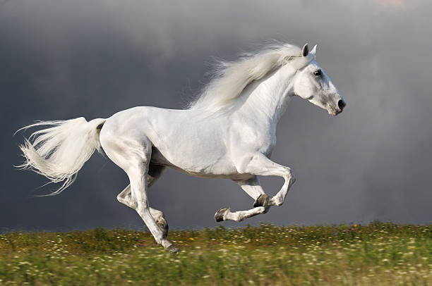cavallo bianco corre sullo sfondo scuro del cielo - stallion foto e immagini stock