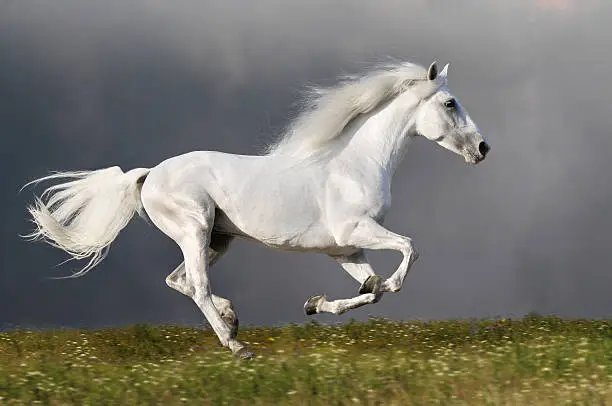 Photo of White horse runs on the dark sky background