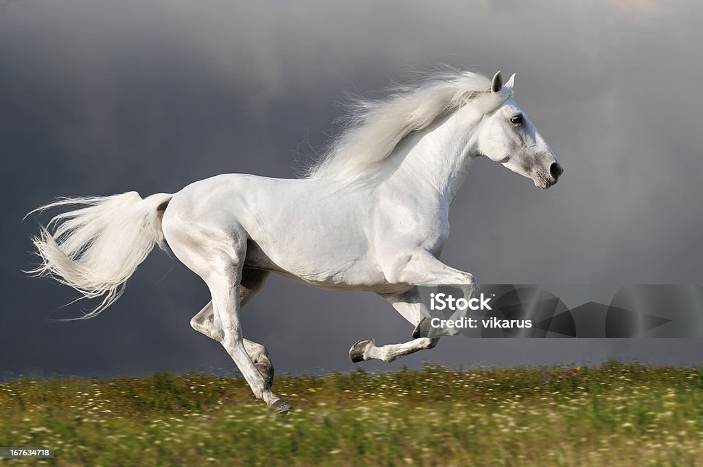 Cavalo Branco corre no fundo de céu escuro - Foto de stock de Cavalo - Família do cavalo royalty-free