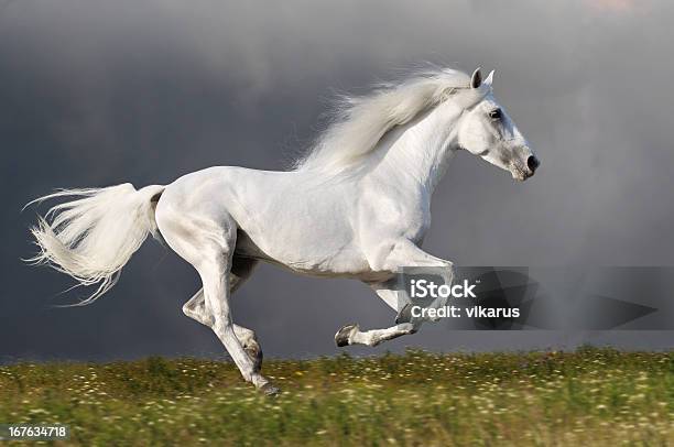 Foto de Cavalo Branco Corre No Fundo De Céu Escuro e mais fotos de stock de Cavalo - Família do cavalo - Cavalo - Família do cavalo, Correr, Cavalo Branco