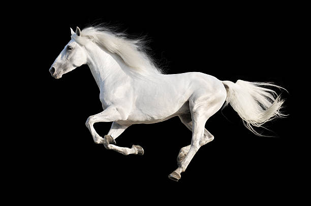 White horse runs gallop isolated on the black White Andalusian horse isolated on the black white horse running stock pictures, royalty-free photos & images
