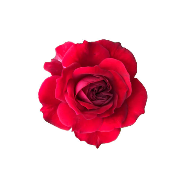 白い背景に赤いバラ、切り取りパス。 - flower market ストックフォトと画像