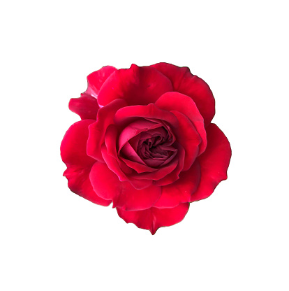 Red roses on white background isolated,clipping paths.