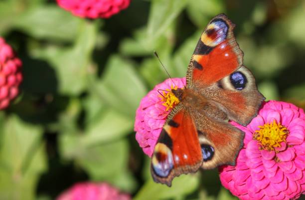 istock Beautiful butterfly on the flower 1676361260