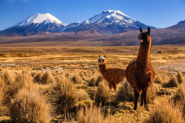 Llama against Parinacota volcano on the bolivian altiplano Sajama National Park is a national park in Bolivia. It borders Lauca National Park in Chile. In 2003 Sajama National Park was added to the UNESCO World Heritage Tentative List due to its universal cultural and natural significance bolivian andes stock pictures, royalty-free photos & images