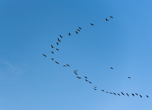 A flock of birds flies in the evening sky