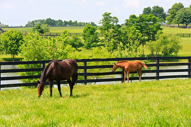 istock Mare and Colt at a Horse Farm 167637457