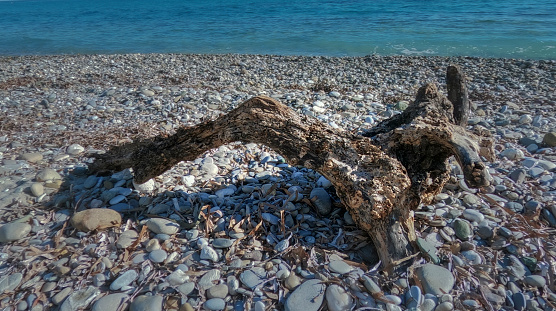 A large piece of rotten wood lies on the rocky shore of the Aegean Sea in Greece