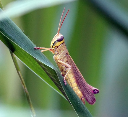 A close-up shot of a large brown grasshopper perched atop a green leaf