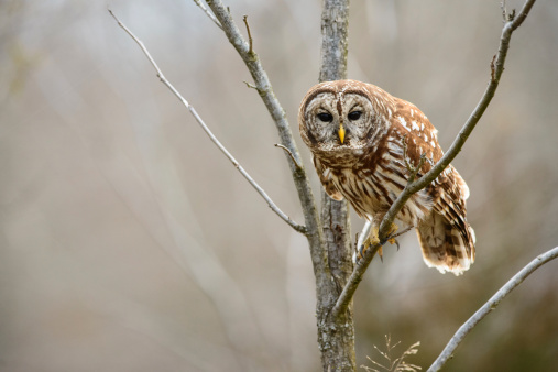 A barred owl is sitting in a tree leaning forward.