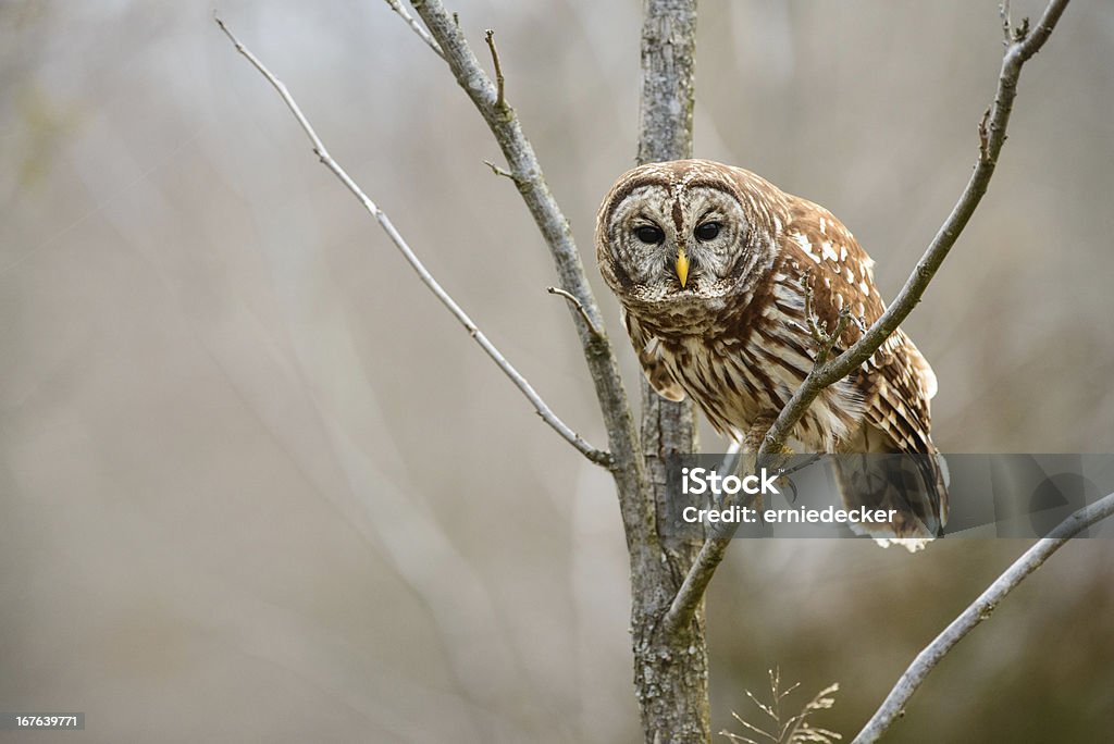 Barred owl leaning forward A barred owl is sitting in a tree leaning forward. Barred Owl Stock Photo