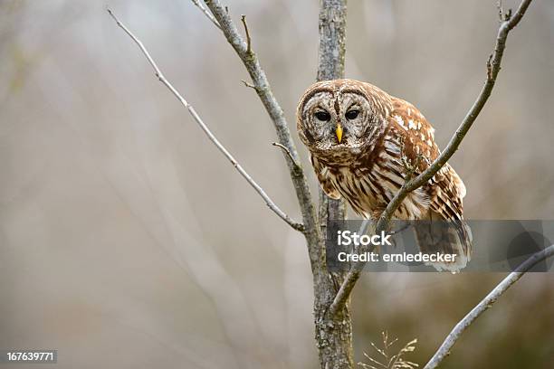 Barred Owl Leaning Forward Stock Photo - Download Image Now - Barred Owl, Animal, Animal Wildlife