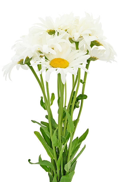 istock Bouquet of chamomile flowers 167639819