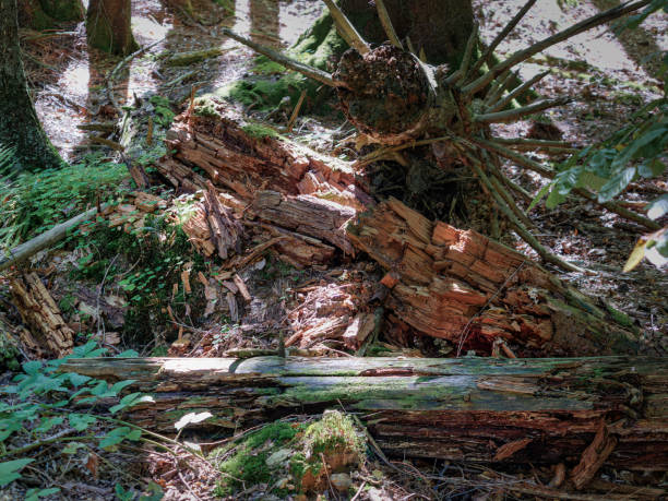 istock Rotting tree covered in moss surrounded by fallen leaves. Bavaria 1676399752