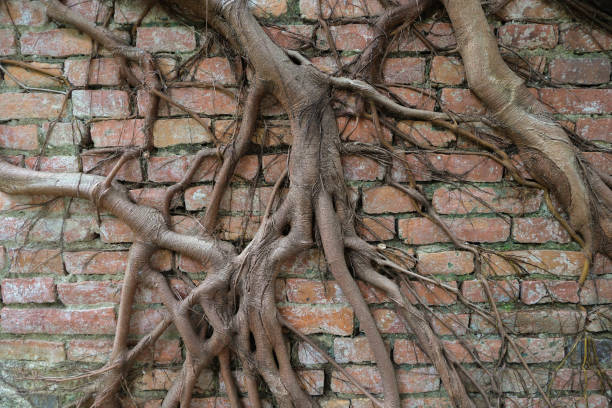 istock The roots of tree cover the brick wall. 1676414207