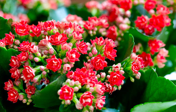 Red Kalanchoe flowers close up. Red Kalanchoe flowers close up calanchoe stock pictures, royalty-free photos & images