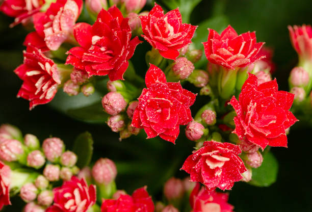 Red Kalanchoe flowers close up. Red Kalanchoe flowers close up calanchoe stock pictures, royalty-free photos & images