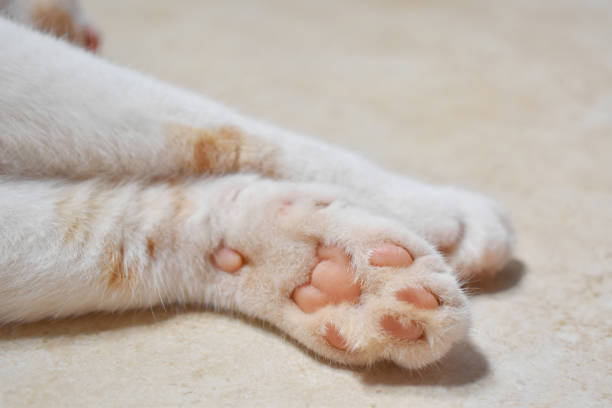 istock Cat toe beans on the floor. 1676425050
