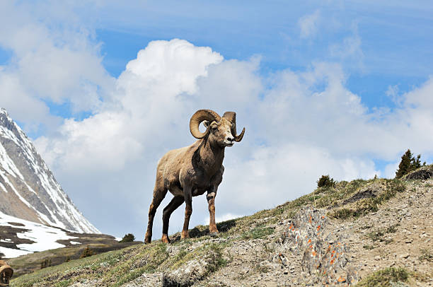 dickhornschaf in den kanadischen rockies, banff, kanada - bighorn sheep stock-fotos und bilder