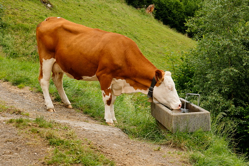 Cow drinks water from a drinking trough for animals