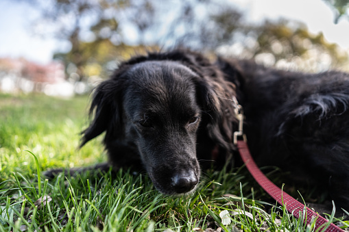 Dog taking a break outdoors