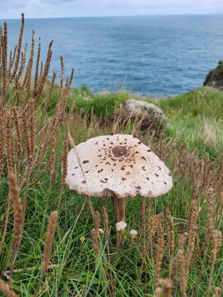 Wild mushroom on a cliffside view of the rugged Pembrokeshire coastline, West Wales. Overlooking a blue sea and green coastal grass on a clear, bright, summer's day. Viewed from the Wales coast path.