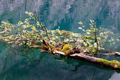Branch with leaves floats on a lake