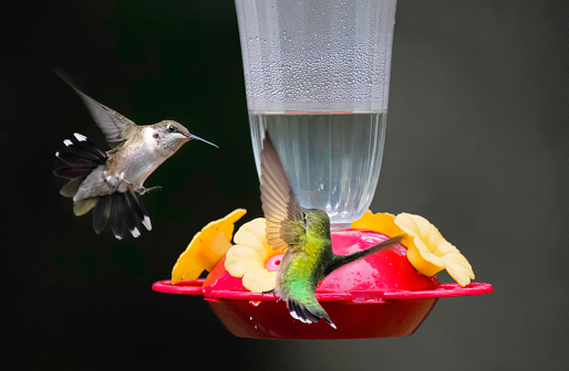 A Close-up Image of a Female Ruby Throated Hummingbird Defending It's Feeder from Another Female Ruby Throated Hummingbird
