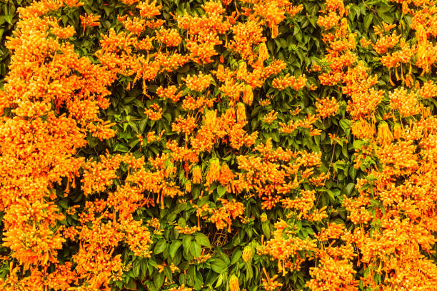 Orange flowers hanging over the garden fence wall in Spain. Pyrostegia venusta. Nature, blooming background.