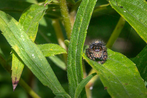 A magnificent jumping spider in its natural environment. She waits patiently for prey to appear. They are the most intelligent and organized spiders.