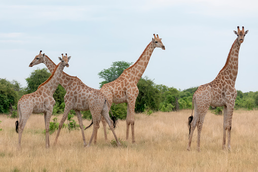 The giraffe is an African artiodactyl mammal, the tallest living terrestrial animal and the largest ruminant. It is traditionally considered to be one species.
