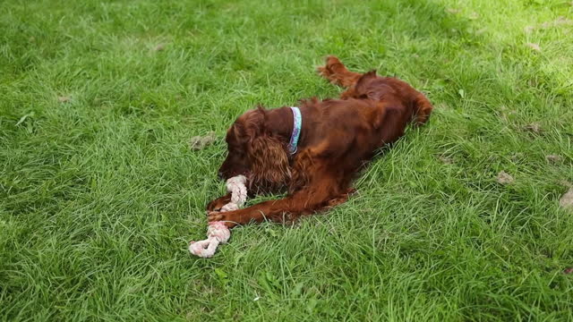 Happy young irish setter dog playing on green grass and looking at camera in garden near house in summer. High quality FullHD footage