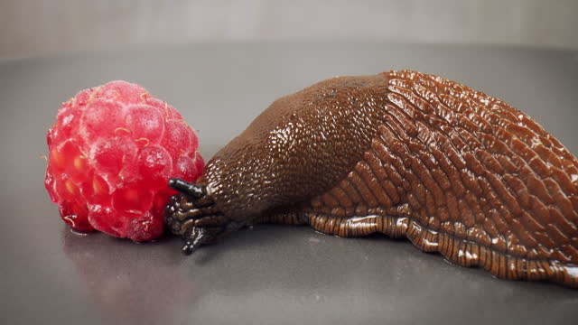 Time lapse video. Spanish slug, arion vulgaris, eats raspberries. A Spanish slug eating a berry in fast motion on a gray background. Spanish slug is one of the most invasive species in the world.