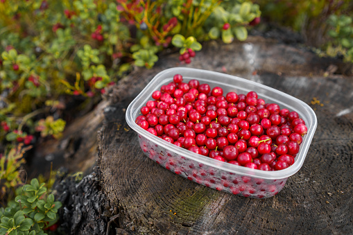 Lingonberries in a plastic container on top of a tree stump in nature, Finland.