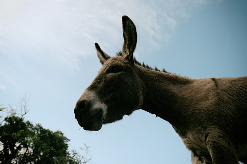 low angle view of cute mini donkey on farm with sky background