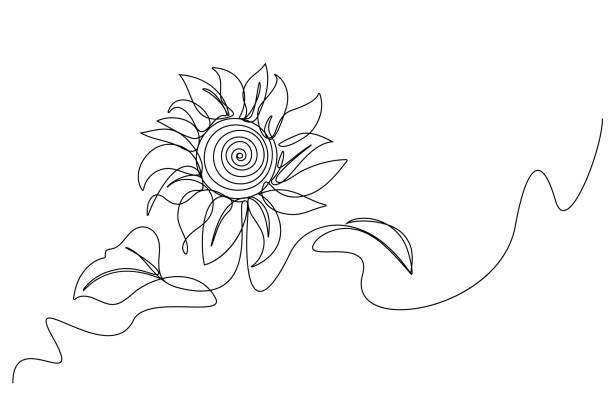 Continuous line Sunflower summer natural plant simple linear hand drawn style. Abstract trendy minimalist design of Ukraine symbol. vector illustration on white background. Continuous line Sunflower summer natural plant simple linear hand drawn style. Abstract trendy minimalist design of Ukraine symbol. vector illustration on white background. helianthus stock illustrations