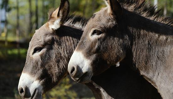portrait of cute young mini donkeys at farm