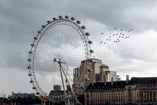 London, UK - August 26, 2023: London Eye ferris wheel by the River Thames a cloudy and rainy day of summer with a flock of birds in the sky