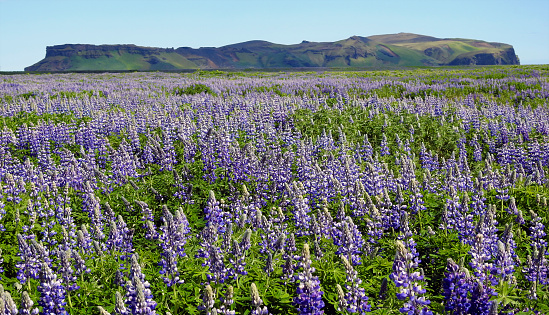 Alaskan lupine flowers, Hj rleifsh f r, M rdalssandur plain, Vik - Iceland