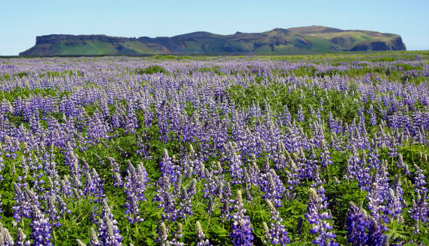 flores de tremoço do alasca, hj rleifsh f r, m rdalssandur plain, vik, islândia - alaska landscape scenics wilderness area - fotografias e filmes do acervo