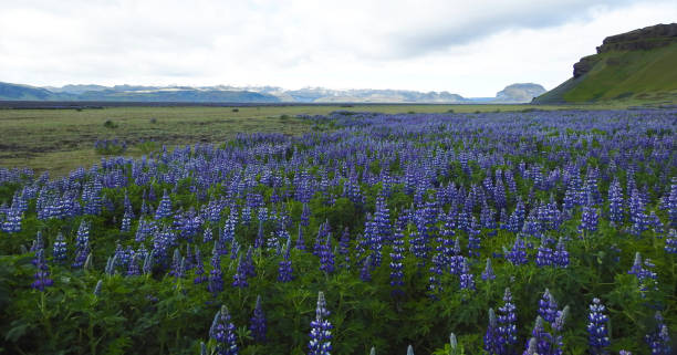flores de tremoço do alasca, hj rleifsh f r, m rdalssandur plain, vik, islândia - alaska landscape scenics wilderness area - fotografias e filmes do acervo